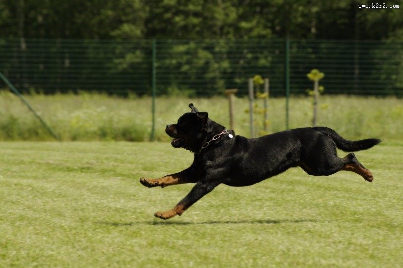奔跑跳跃的狗狗图片