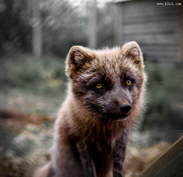 可爱的北极狐图片大全