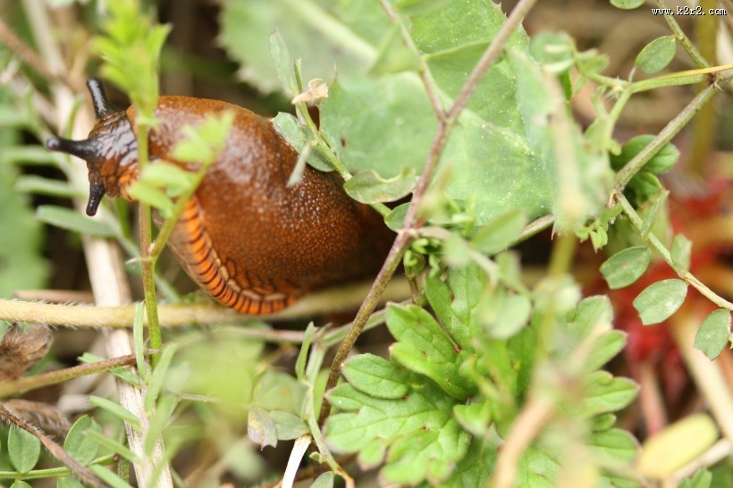 缓慢的蛞蝓图片大全