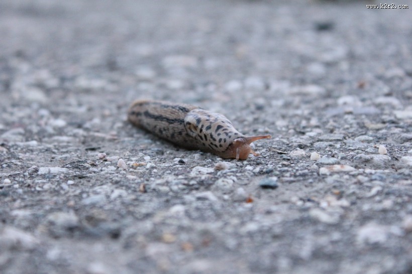 缓慢的蛞蝓图片大全第11张