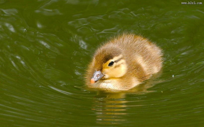 可爱的小鸭子图片