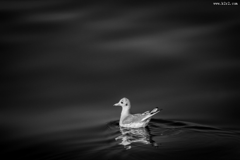 可爱的小鸭子图片