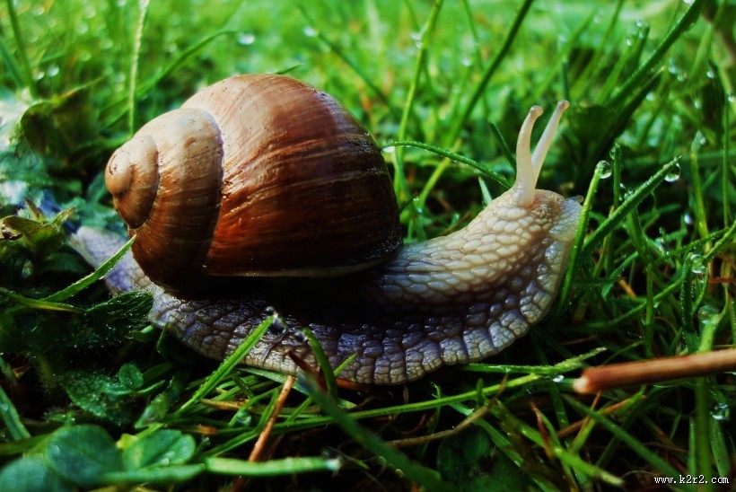 爬行的蜗牛图片