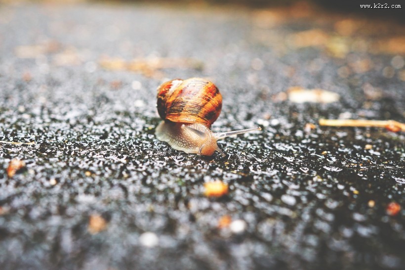 爬行的蜗牛图片