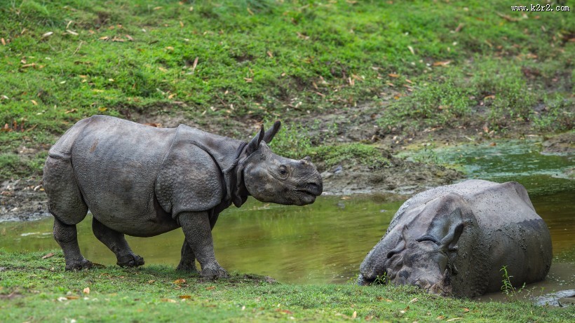 憨萌的犀牛图片