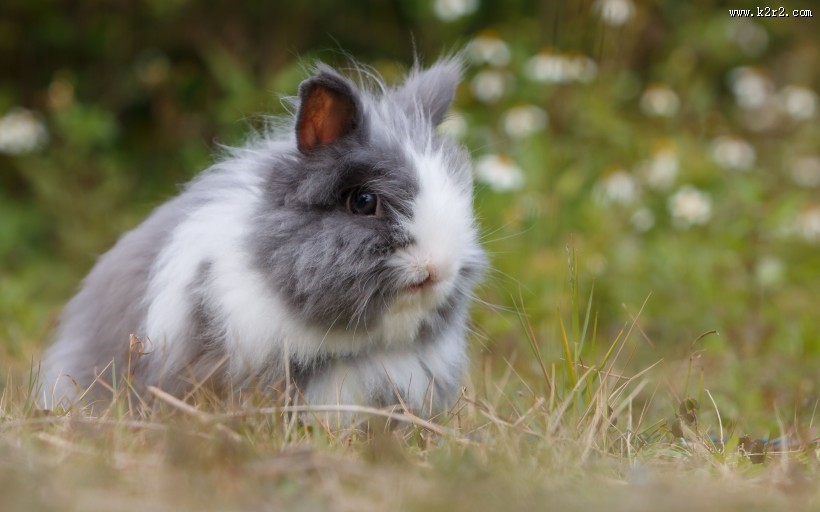 可爱的兔子图片大全