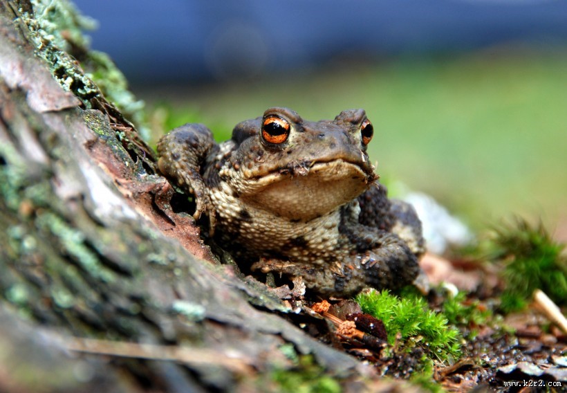 剧毒的蟾蜍图片