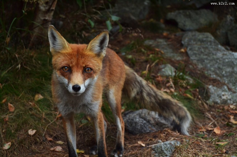 可爱的狐狸图片