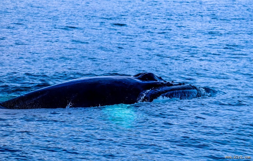 浮出水面的鲸鱼图片大全