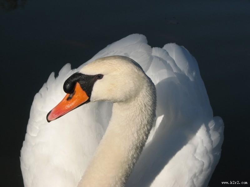 美丽的白天鹅图片
