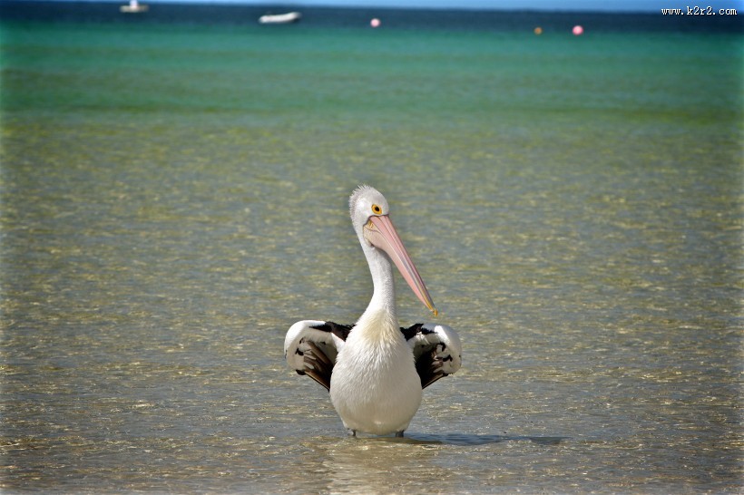 美丽的鹈鹕图片