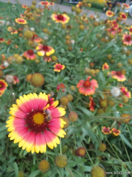 采花粉的蜜蜂图片