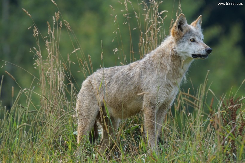 凶残的狼图片大全