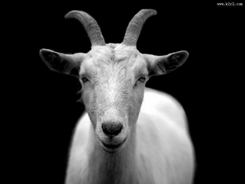 温驯可爱的山羊图片大全