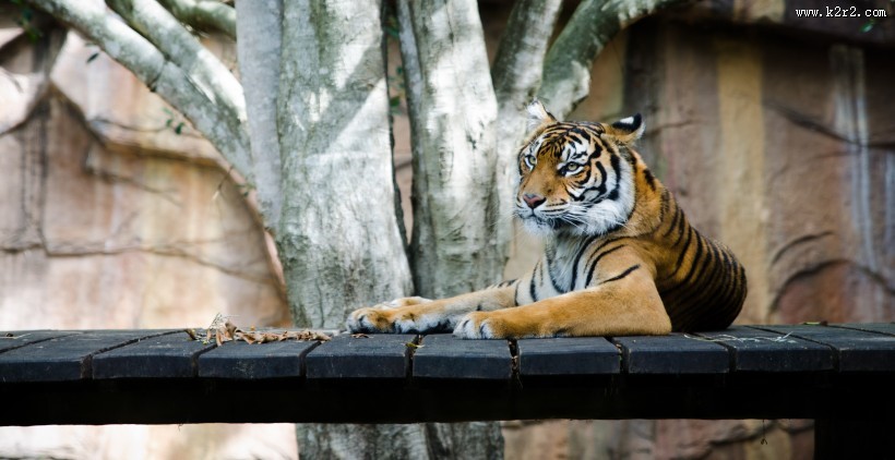 强壮的野外老虎图片