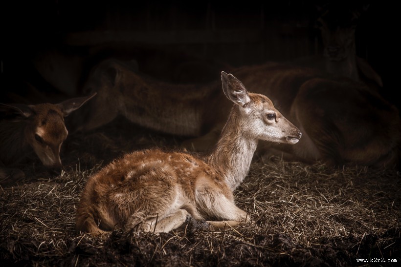 丛林中的梅花鹿图片大全