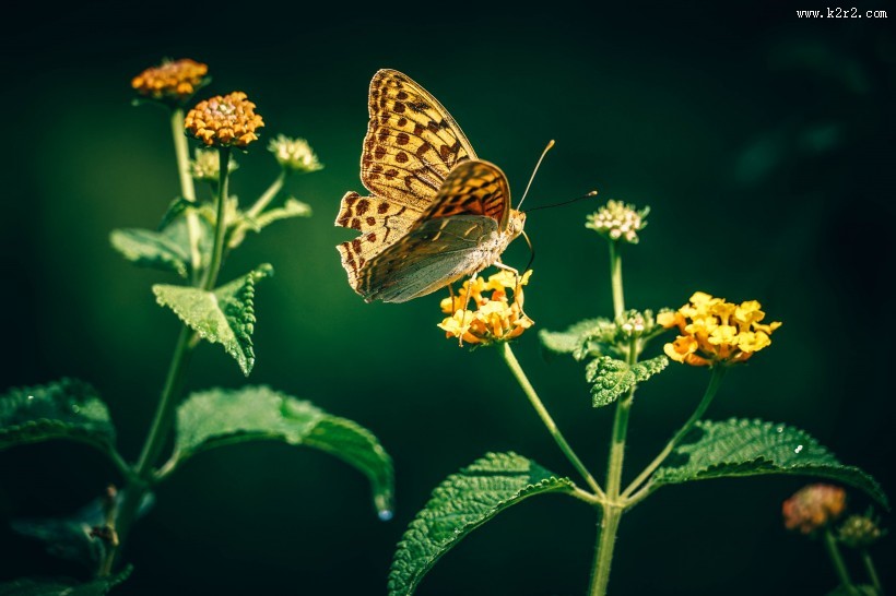 枝头的蝴蝶图片大全