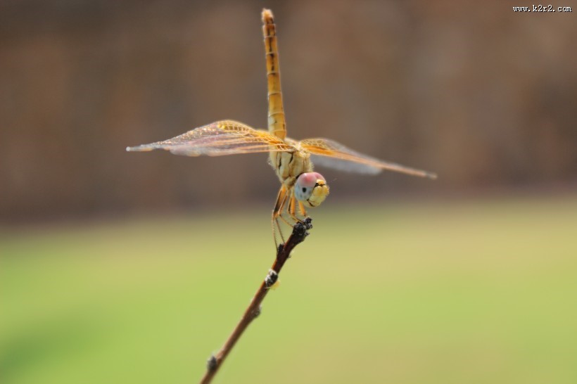 各种各样的蜻蜓图片