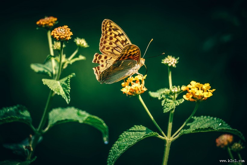 枝头的蝴蝶图片