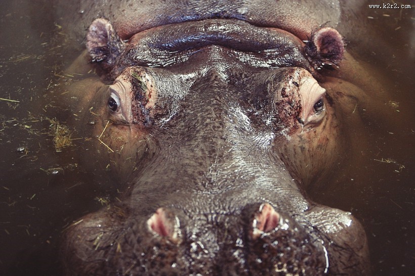 呆萌可爱的河马图片大全