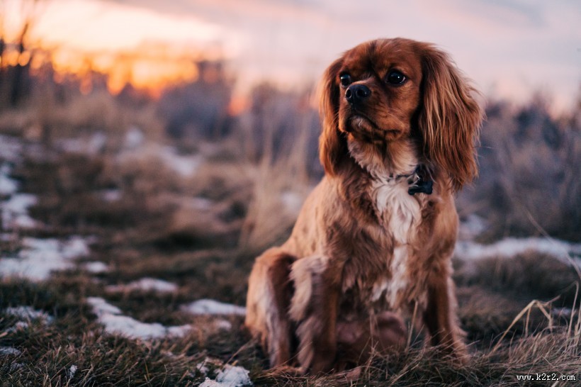 可爱的小狗图片大全