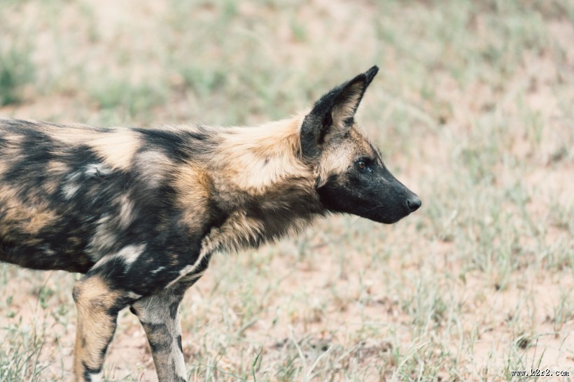可爱的小狗图片大全