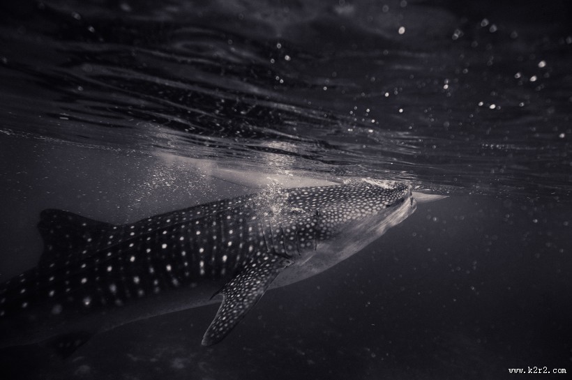 不同种类的鱼图片