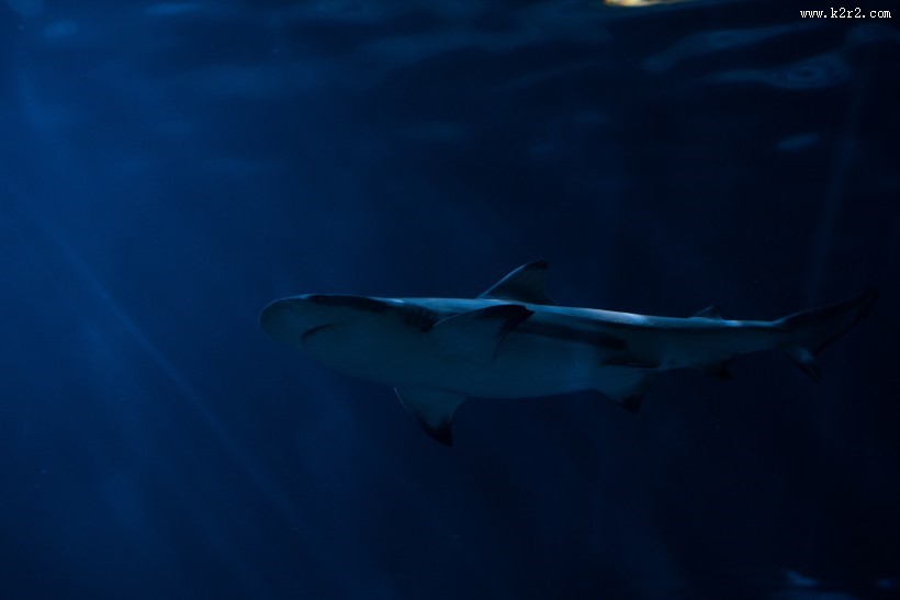 不同种类的鱼图片