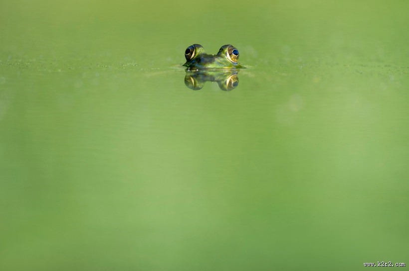 形态各异的青蛙图片大全