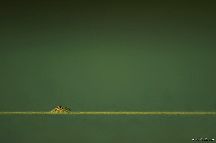 形态各异的青蛙图片大全