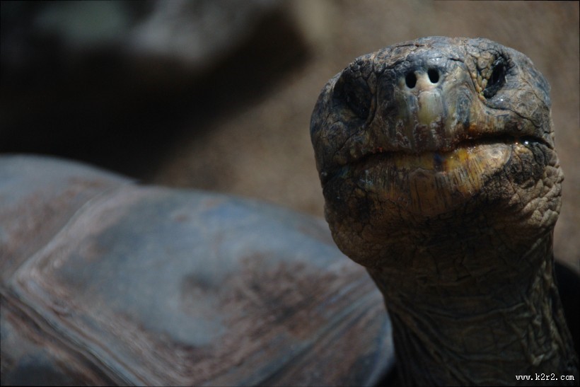 行动缓慢的乌龟图片
