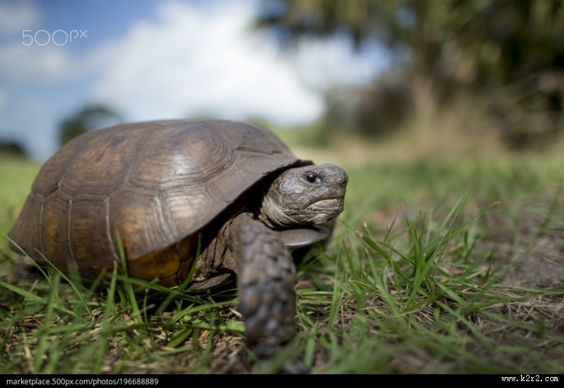 行动缓慢的乌龟图片