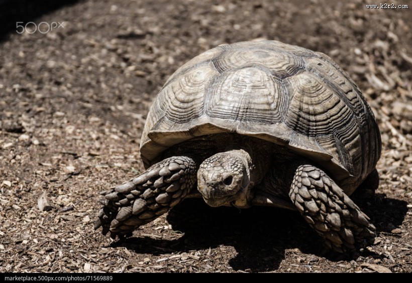 行动缓慢的乌龟图片