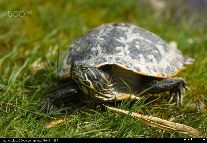 行动缓慢的乌龟图片
