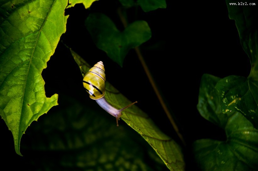 药用价值较高的蜗牛图片