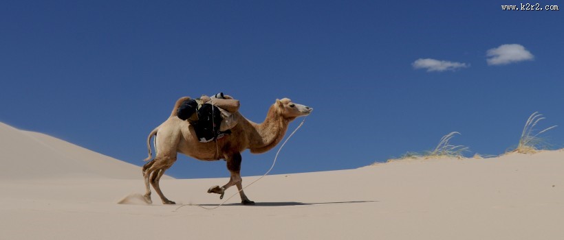 沙漠中骑行的骆驼图片