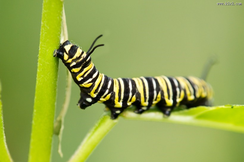 趴在植物上的毛毛虫图片