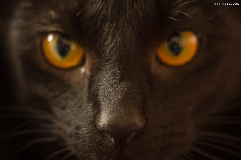 性格温顺的猫的头图片大全