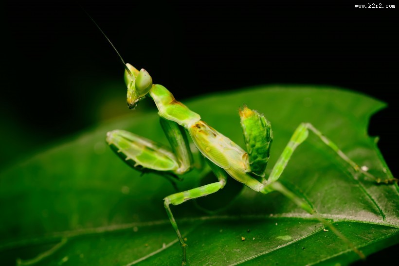 绿色霸道的螳螂图片大全