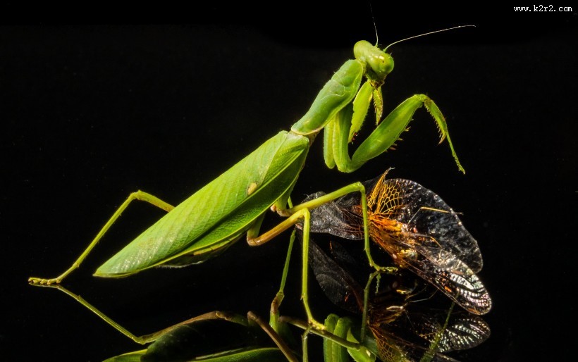 绿色霸道的螳螂图片大全