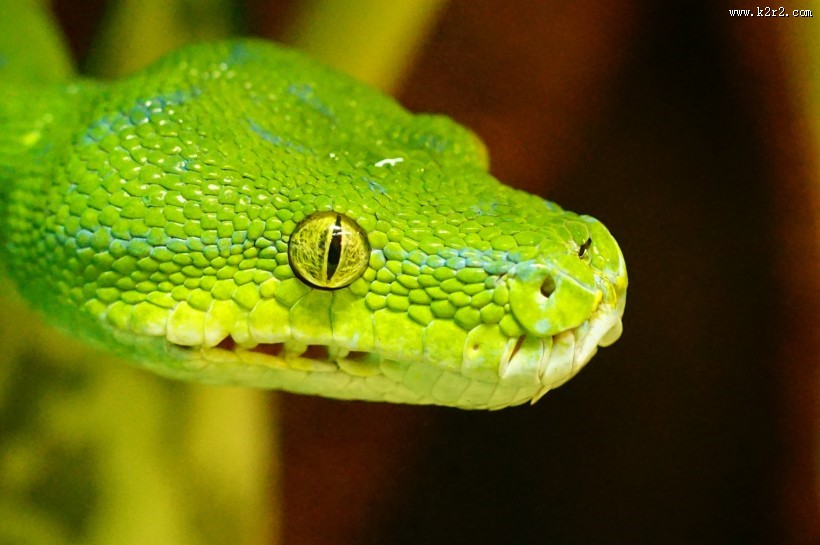 冰冷危险的蛇图片