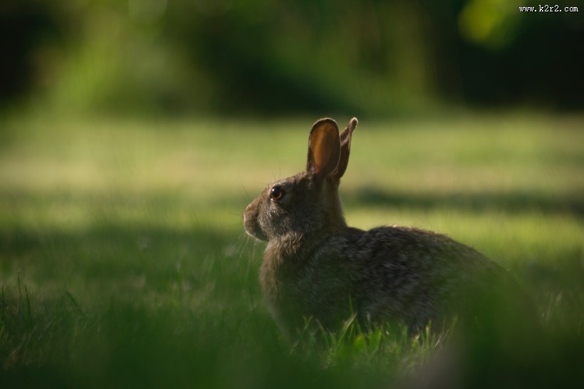可爱的野兔图片
