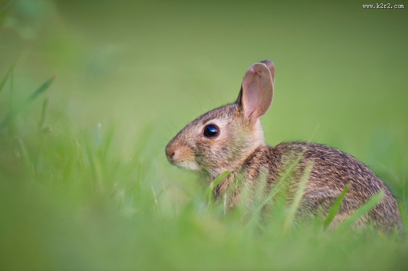 可爱的野兔图片