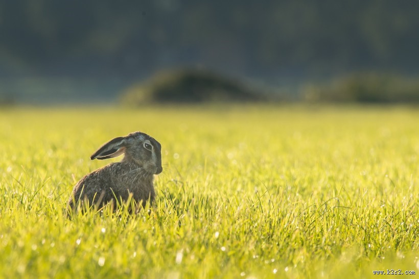 可爱的野兔图片
