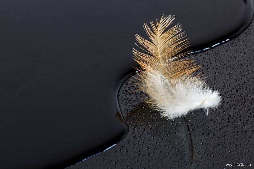 五颜六色 轻盈柔软的羽毛图片