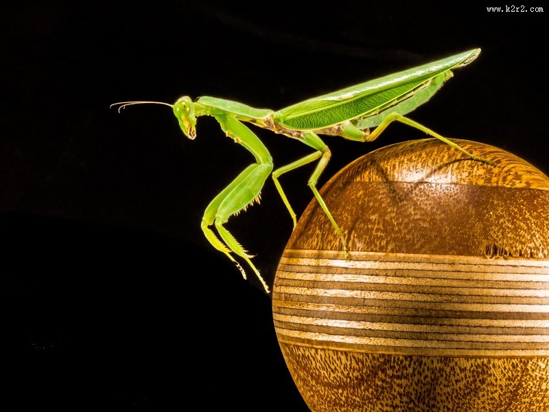 绿色霸道的螳螂图片大全