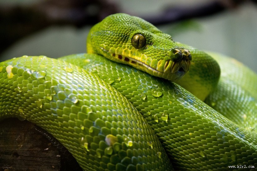 冰冷危险的蛇图片大全