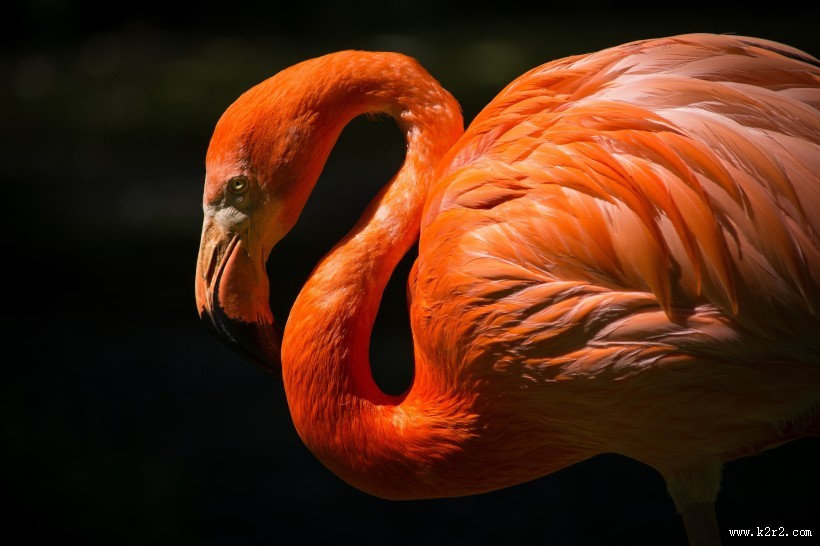 鲜艳优雅的火烈鸟图片大全