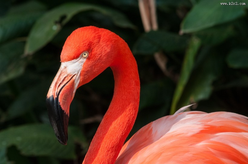 鲜艳优雅的火烈鸟图片大全