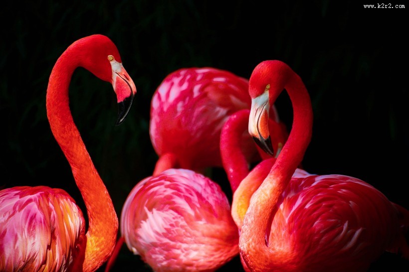 鲜艳优雅的火烈鸟图片大全